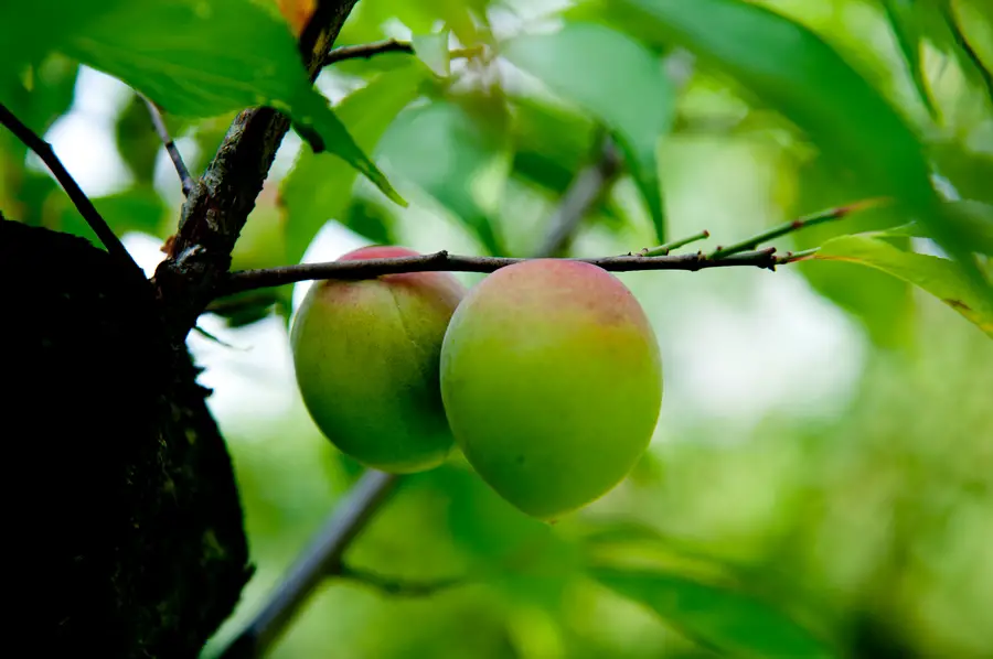 Chinese Plums