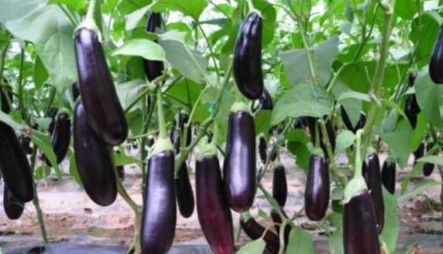 regular eggplant or Asian Eggplant