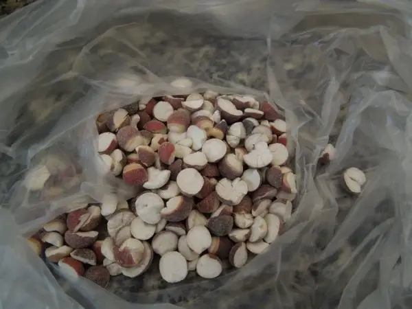 Prepare some gorgon fruit.